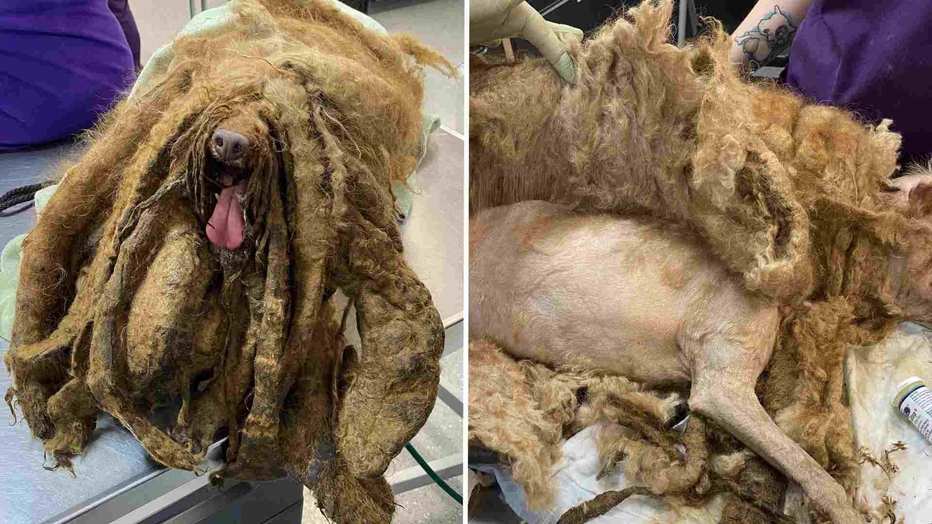 Rescatan a Perrito Cubierto con Más de 3 Kilos de Pelo