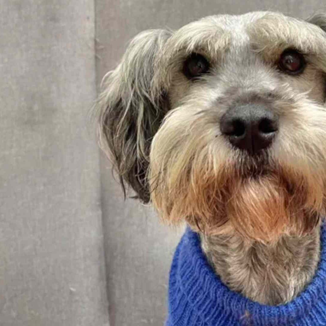 Familia Rechaza a Perrito el Día de su Adopción en Colombia