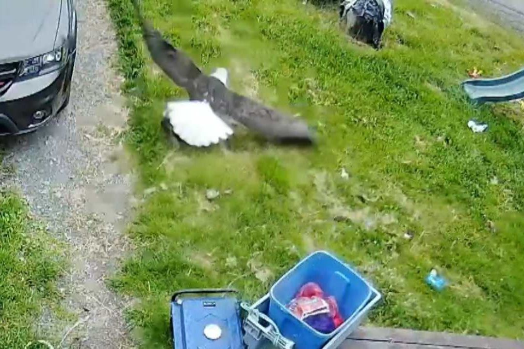 Águila Atrapa a Perro en Patio y se Va Volando