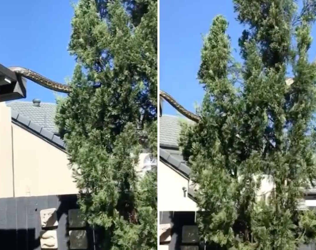 Captan a Serpiente Gigante Sobre el Techo de una Casa