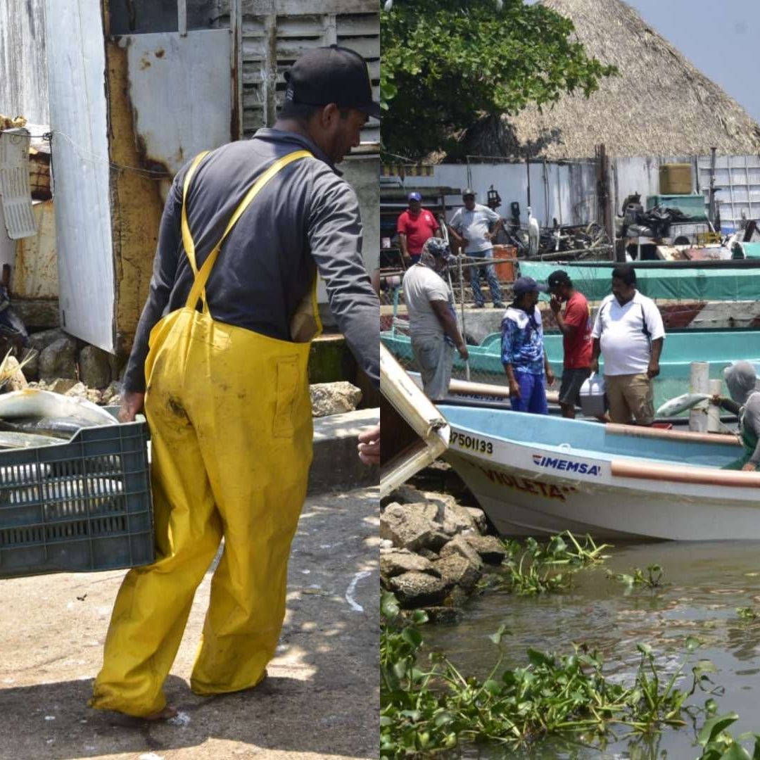 pesca masiva de pez gallego en el sur de Veracruz