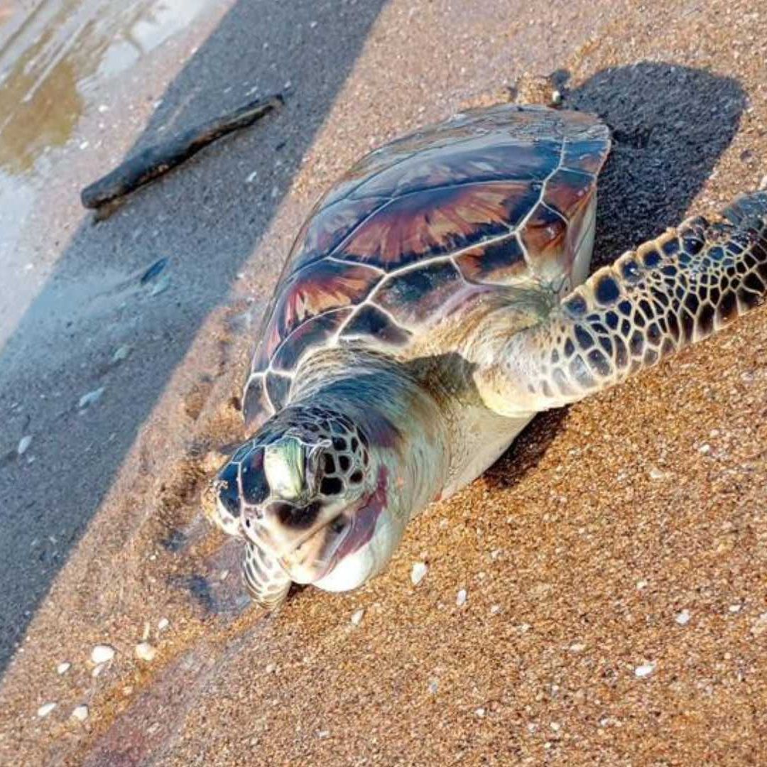 tortuga hallada muerta en playa Coatzacoalcos en Veracruz