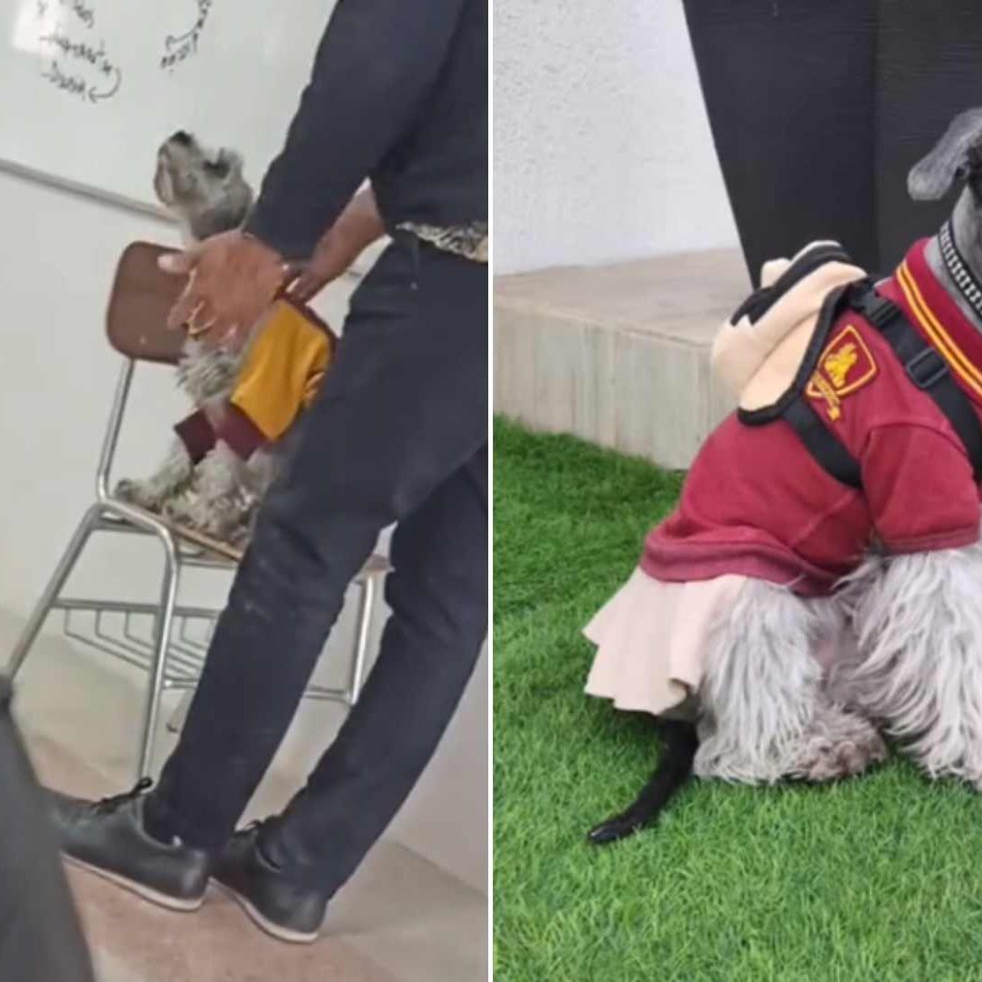 Estudiantes Adoptan a Perrita y le Hacen su Propio Uniforme Escolar