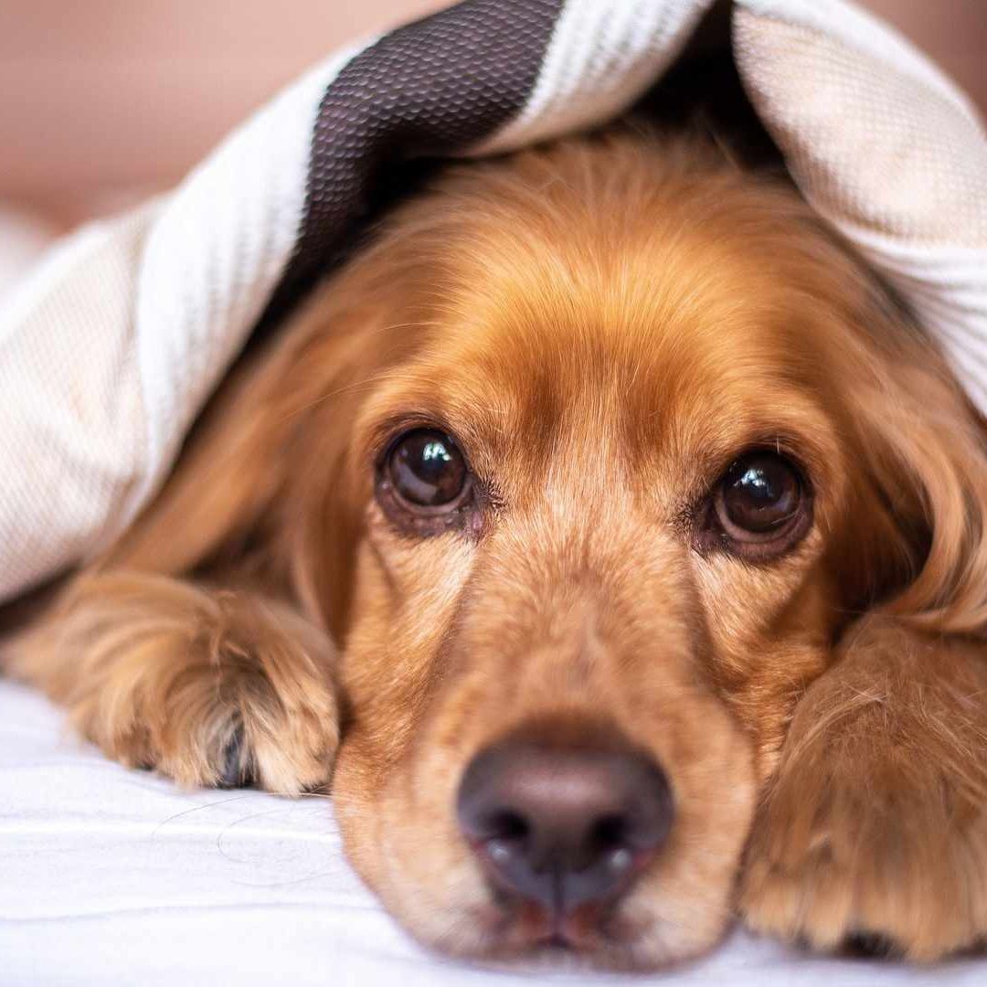 Juez Permite a Preso Despedirse de su Perrito que Iba a Morir