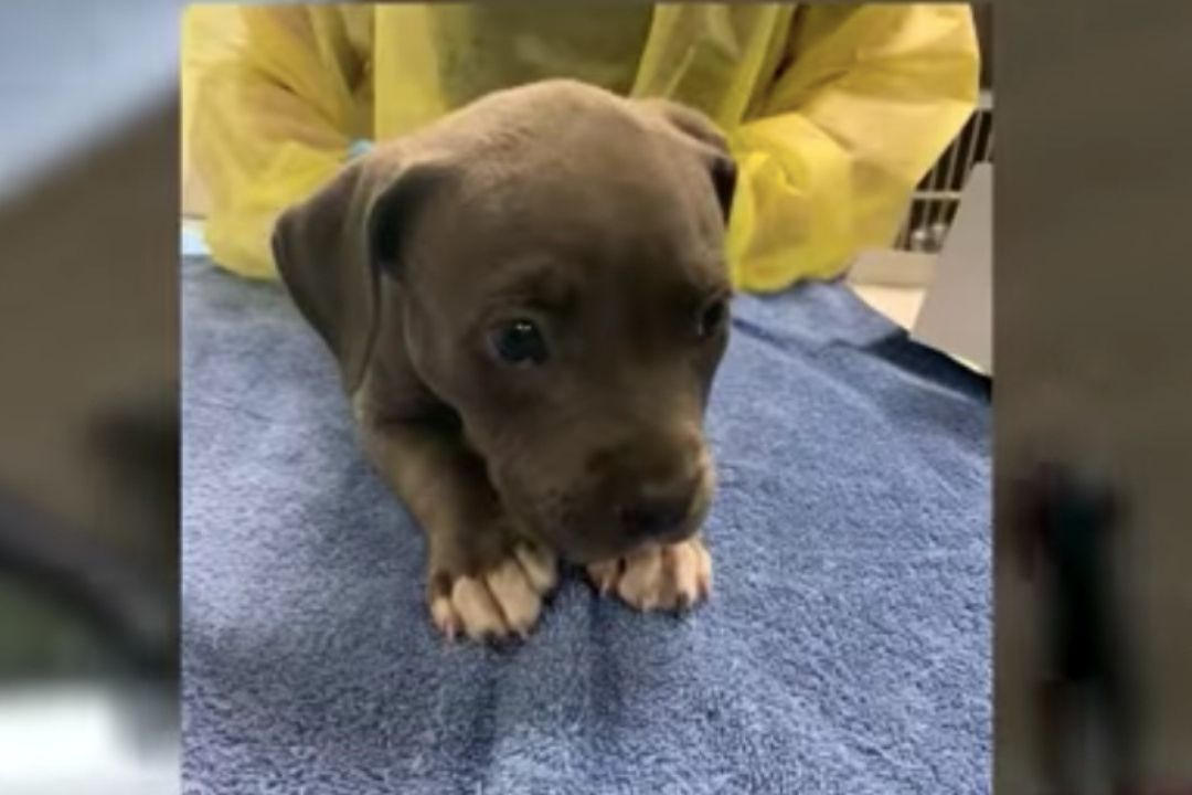 Cachorro Recibe Antídoto tras Ingerir Presunto Fentanilo; Arrestan a Dueños