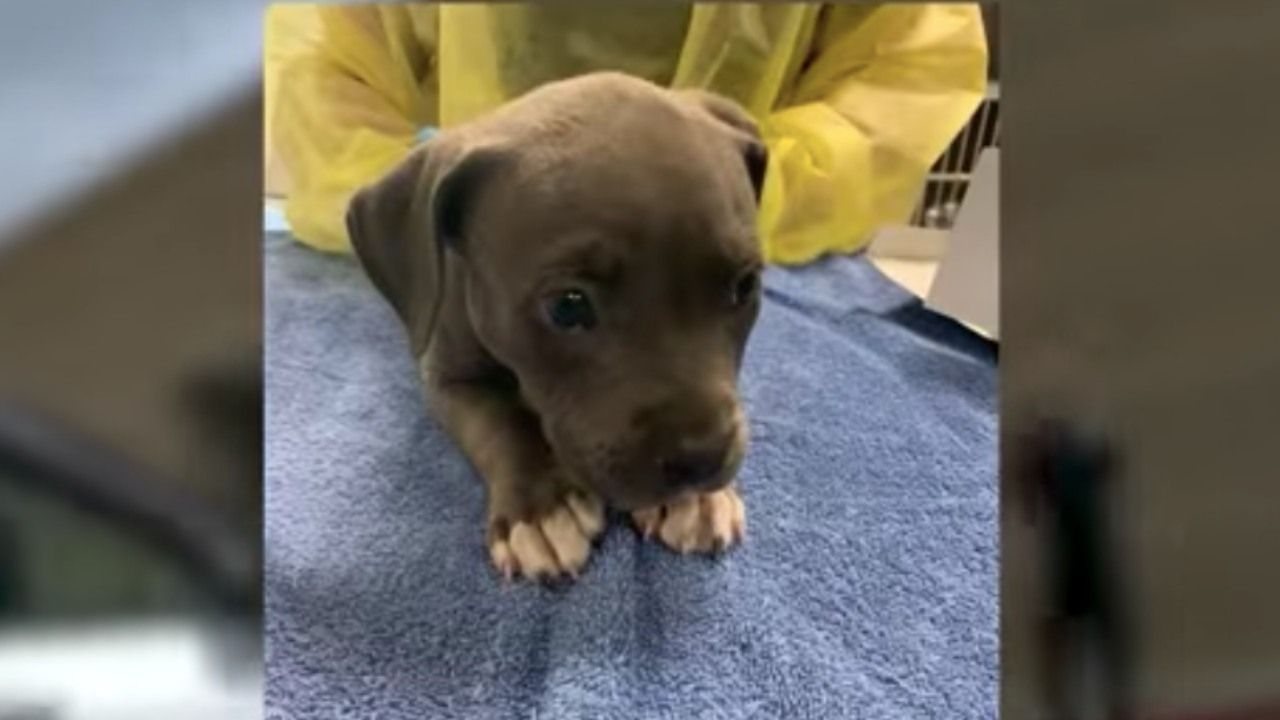 Cachorro Recibe Antídoto tras Ingerir Presunto Fentanilo; Arrestan a Dueños