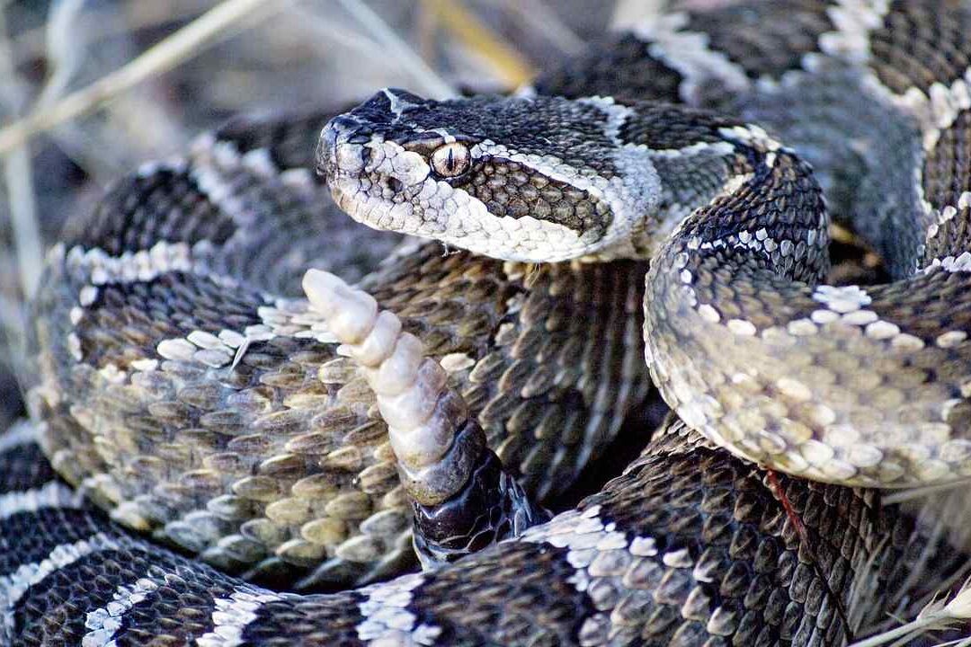 La repartidora de Amazon fue mordida por una serpiente de cascabel en Palm Beach, Florida