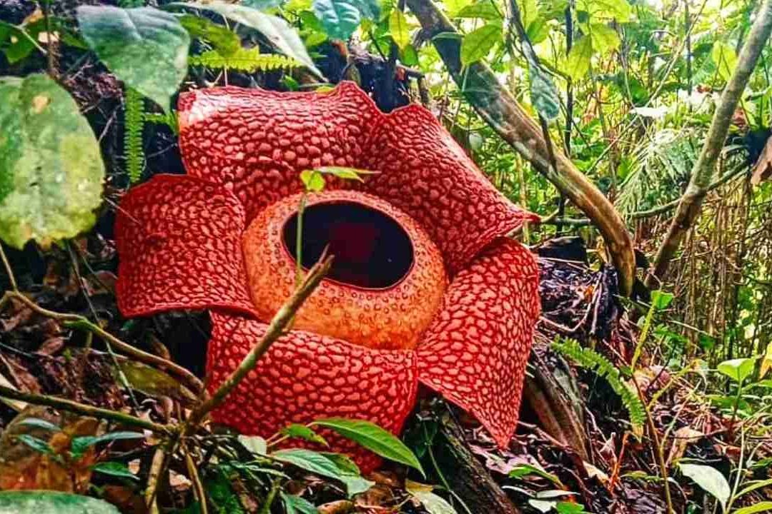 La Flor Más Grande del Mundo Está en Peligro de Extinción; Urgen Salvarla