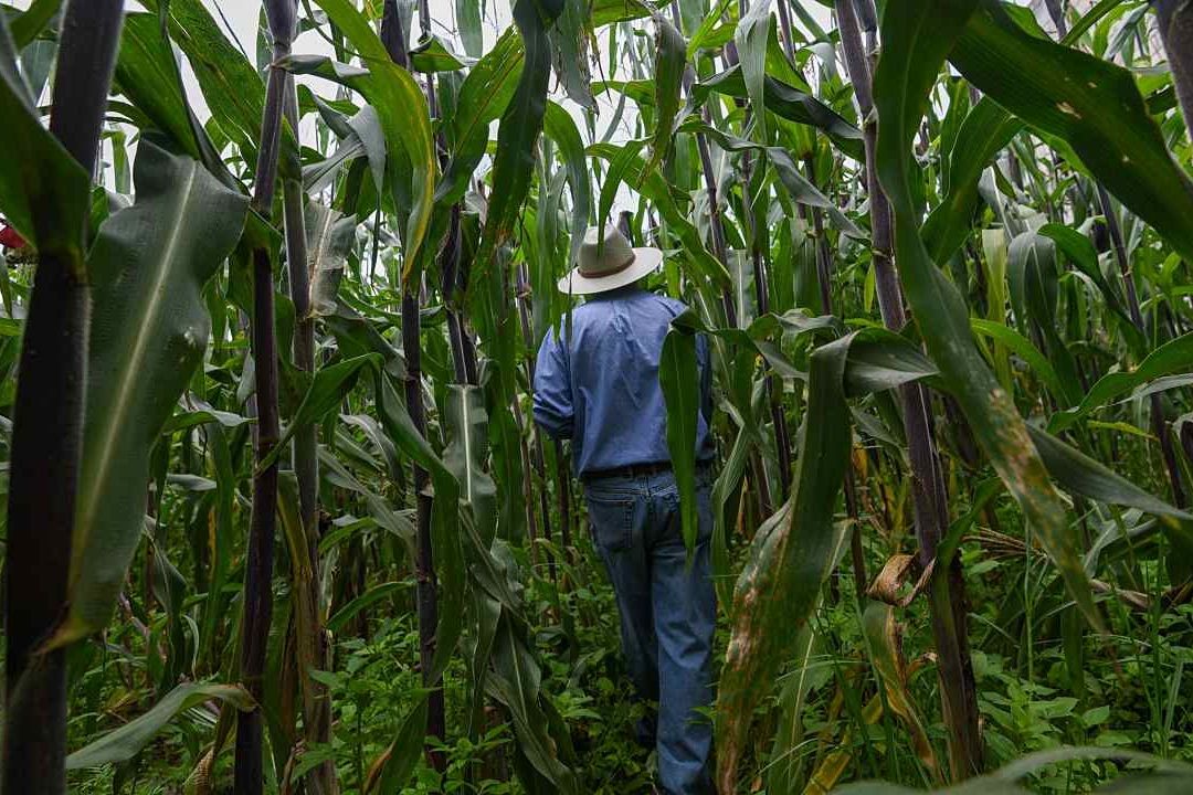El Niño podría encarecer precio de maíz, soja y arroz a finales de 2023