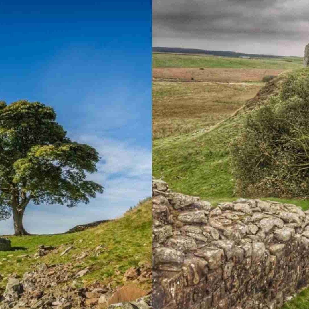 Árbol Robin Hood