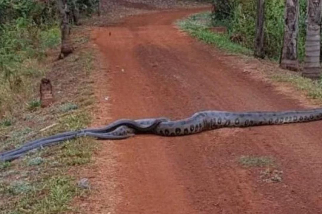 Una anaconda de seis metros de largo cruza una carretera en Brasil