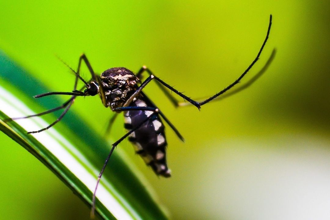 OMS Advierte Grave Amenaza por Dengue; Se Propagará en EUA, Europa y África