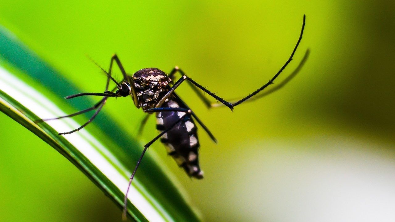 OMS Advierte Grave Amenaza por Dengue; Se Propagará en EUA, Europa y África