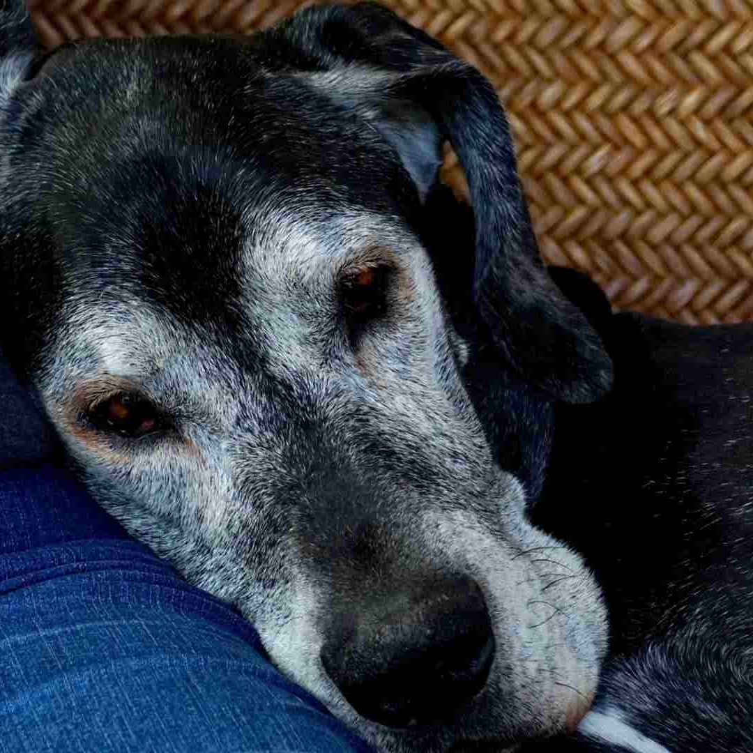 Demencia senil en perros: ¿cuáles son los síntomas?