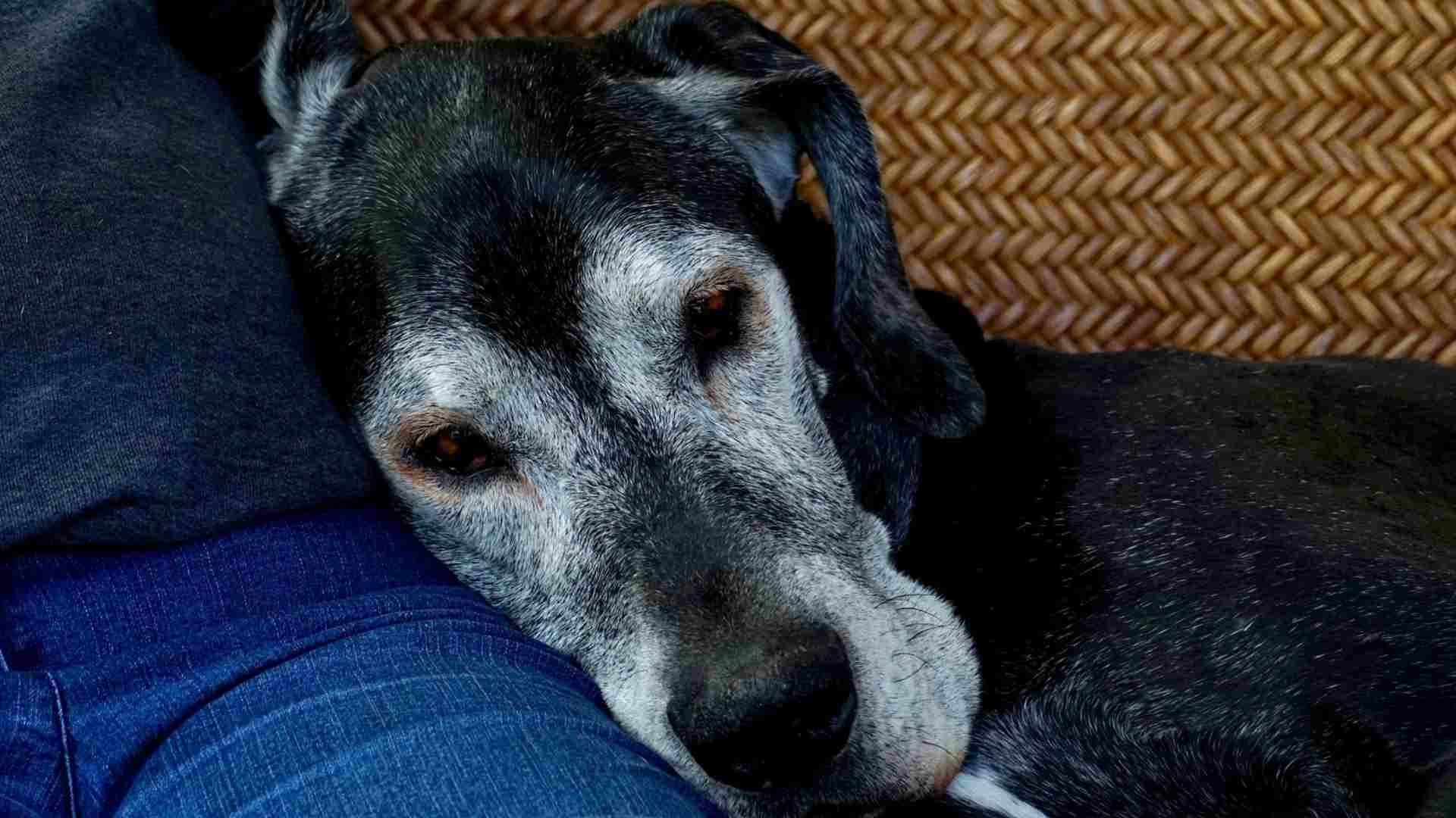 Demencia senil en perros: ¿cuáles son los síntomas?