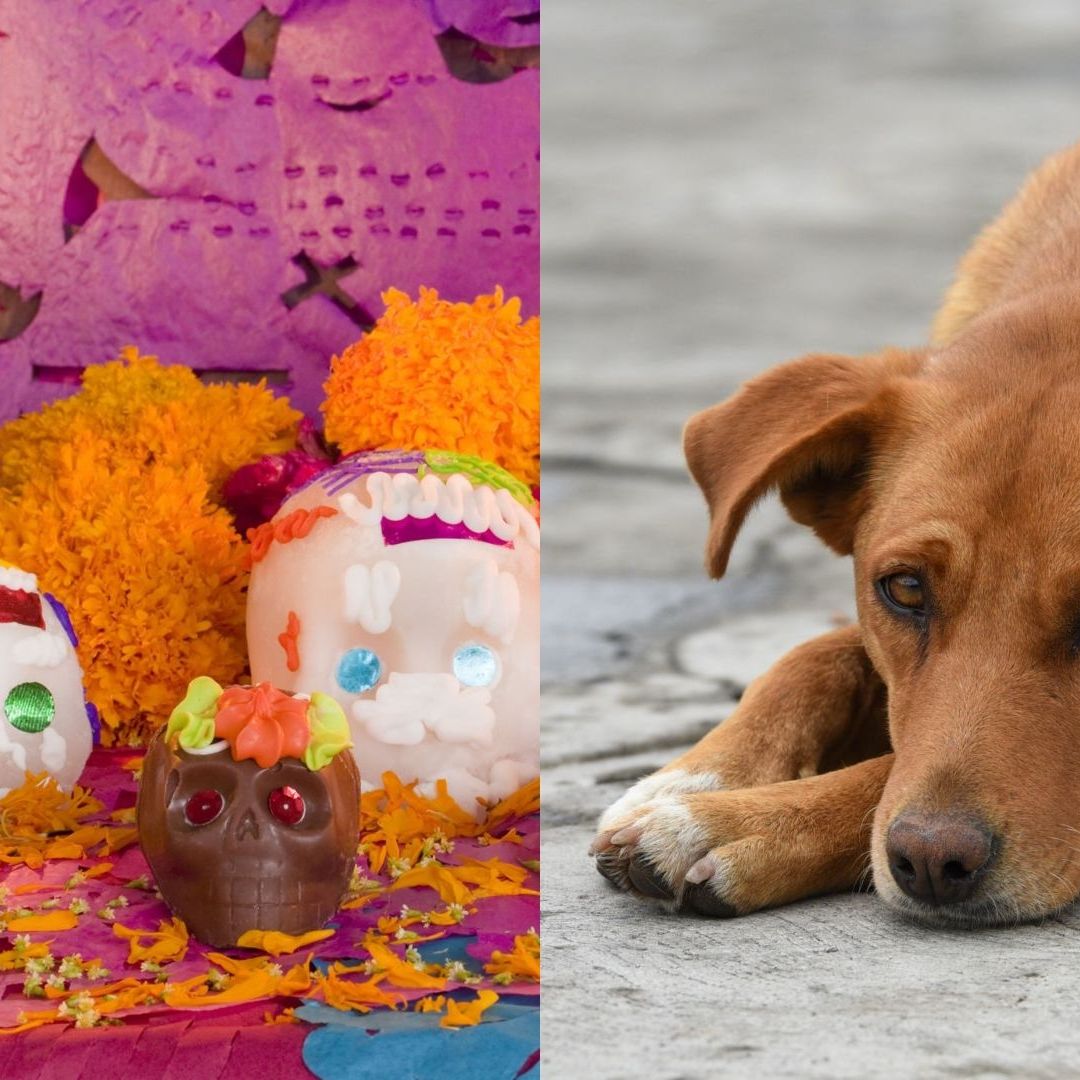 La ofrenda para las mascotas fallecidas se pone días antes del Día de Muertos 2023