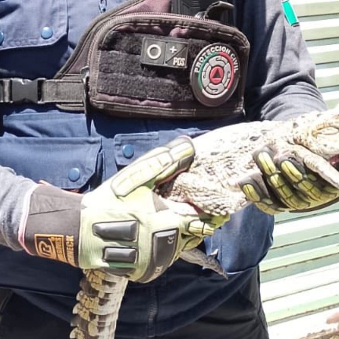 Reportan Cocodrilo en el Techo de una Casa en León, Guanajuato. Foto: N+