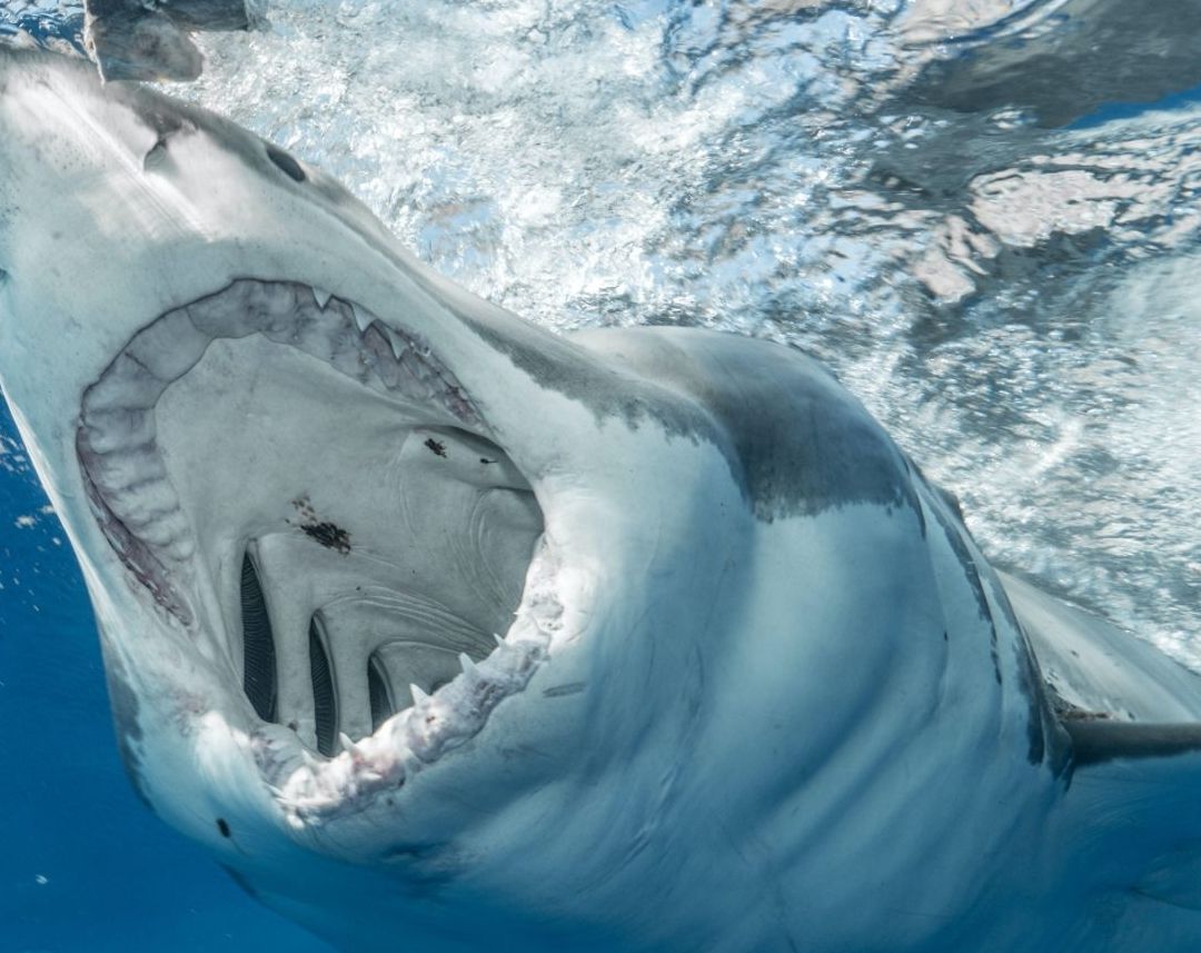 Tiburón mata a surfista en Australia