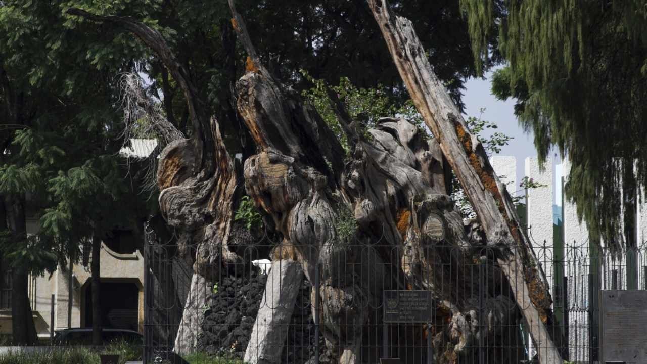 El árbol de la Noche Triste se ubica en la CDMX
