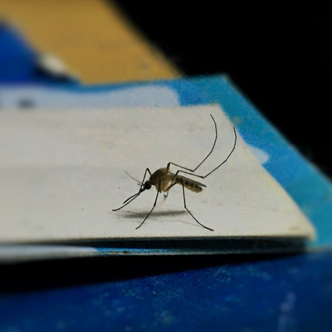 El Alza de Casos de Dengue y su Relación con el Incremento de Temperatura