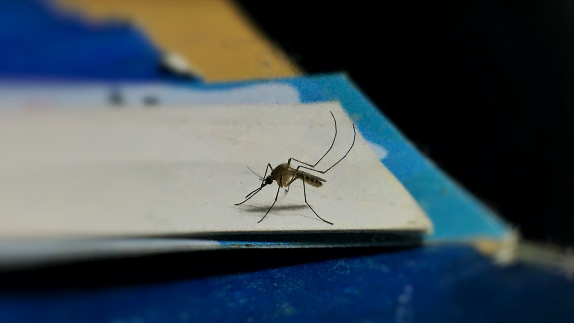 El Alza de Casos de Dengue y su Relación con el Incremento de Temperatura