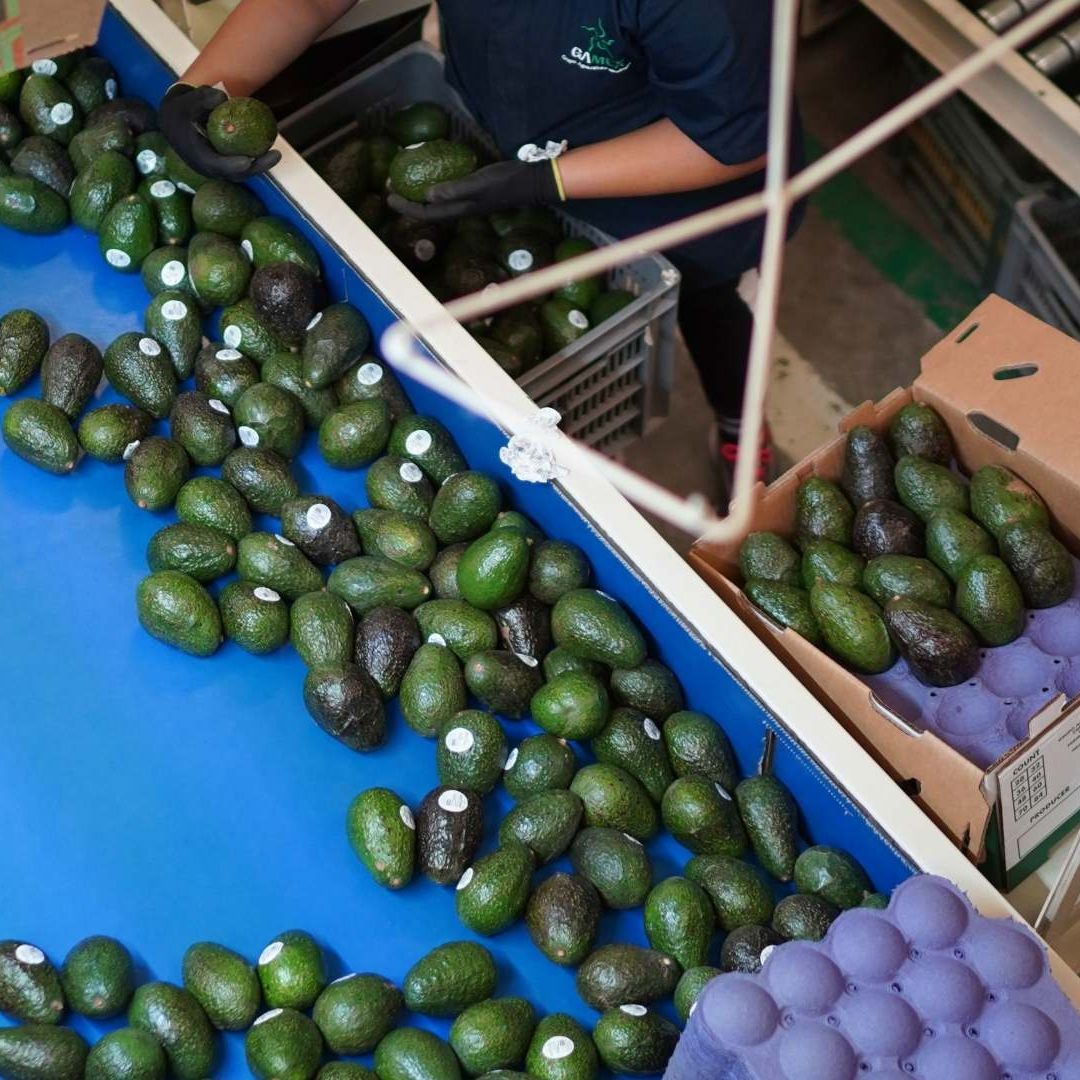 Labores de empacadores de aguacate para exportación en Michoacán en 2023. Foto: Cuartoscuro | Archivo