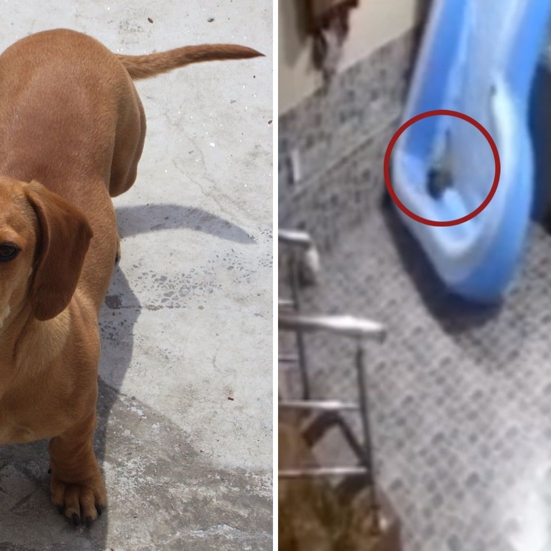 Perro Salchicha Se Salva de Morir Gracias a una Alberca Inflable