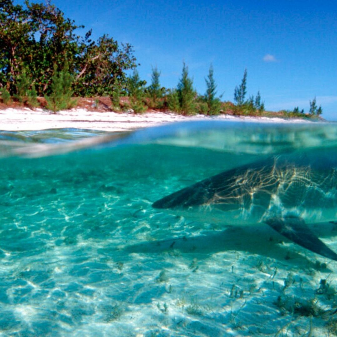 Los ataques mortales de tiburón son poco frecuentes en Bahamas. Foto: AP