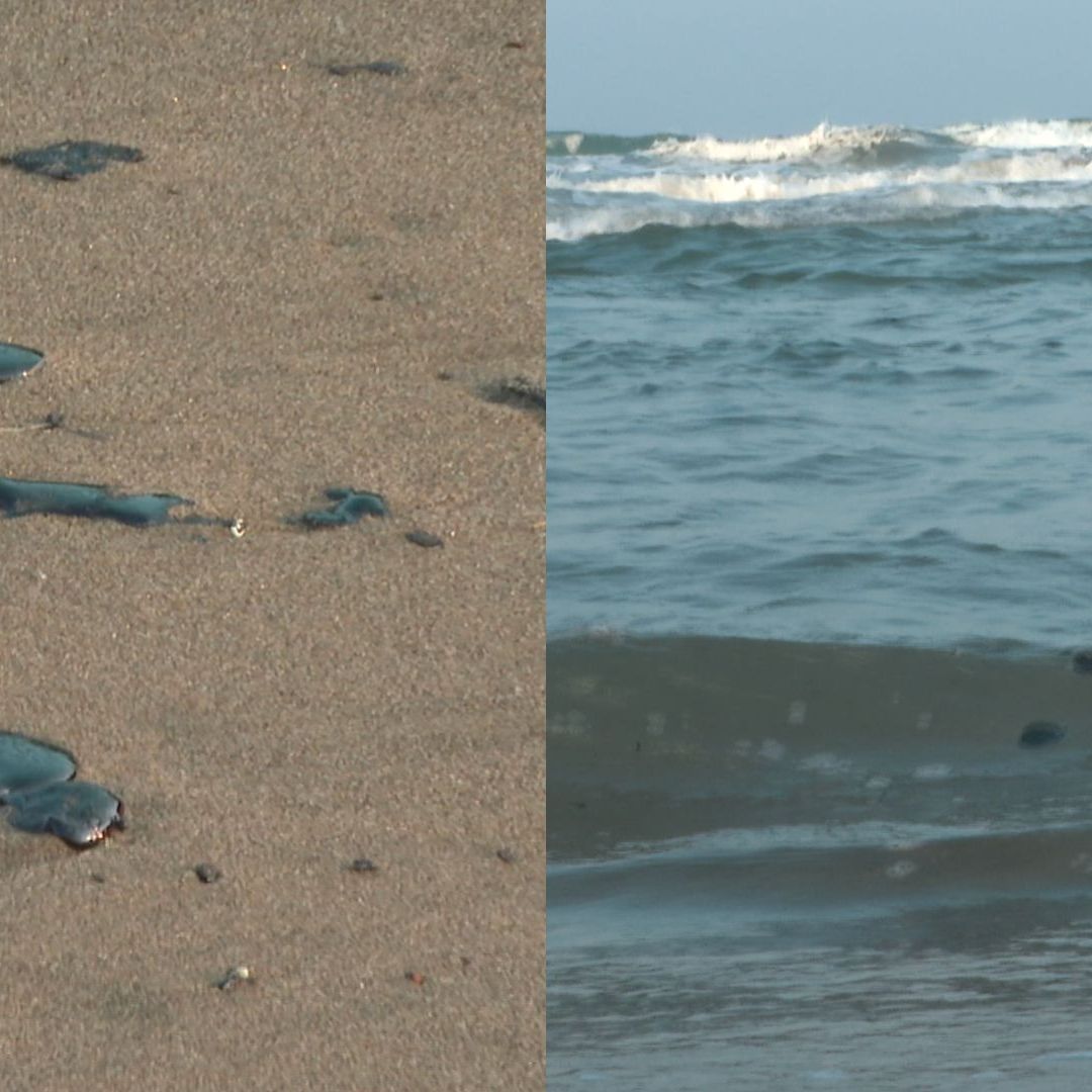 presencia de hidrocarburo en playas afecta a palaperos