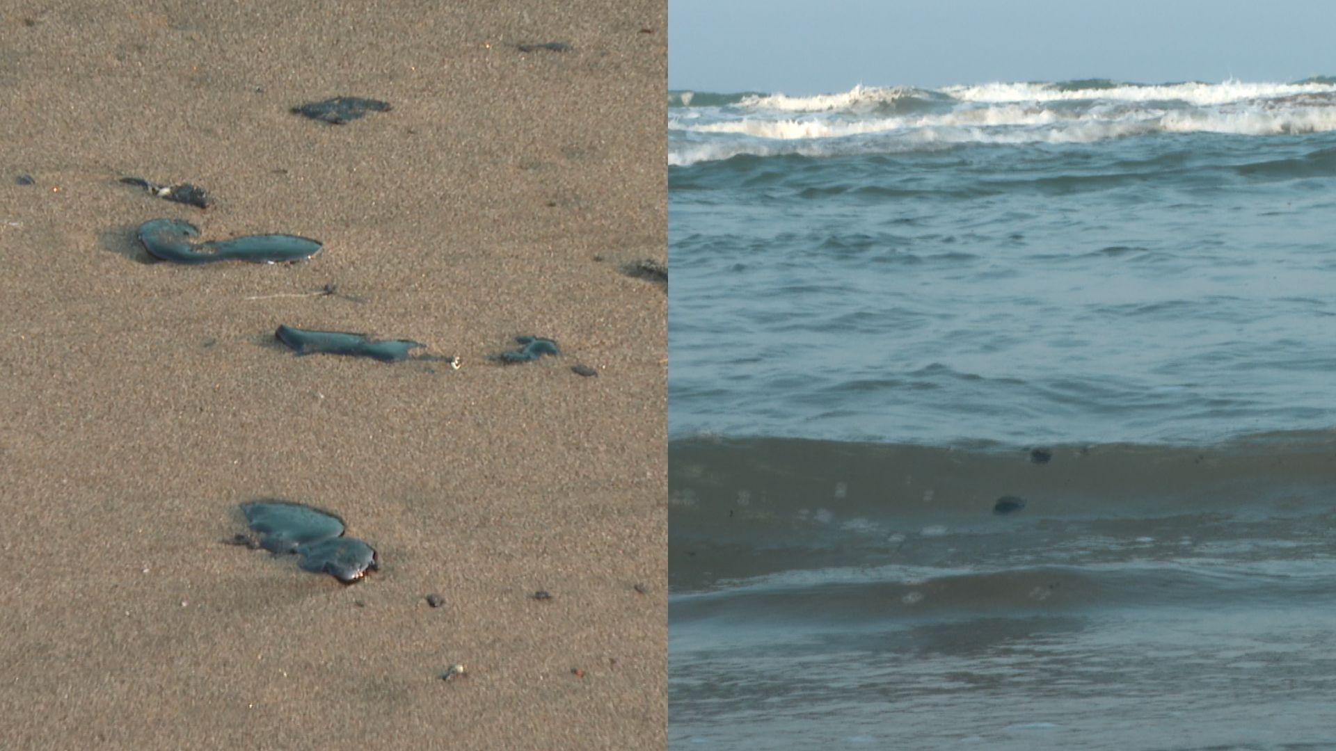 presencia de hidrocarburo en playas afecta a palaperos