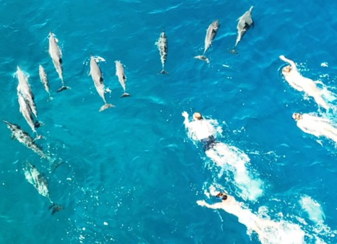 Acusan a Turistas de Acosar Delfines en Hawai