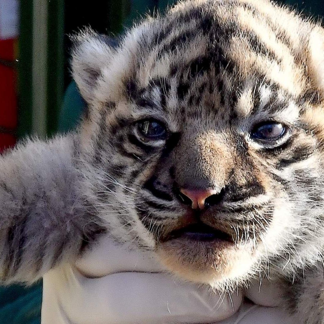 Nace una tigresa de Sumatra en zoo de Roma