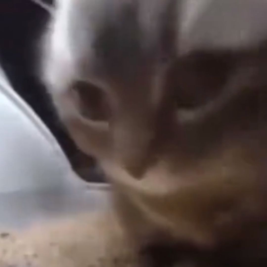 Canción Tik Tok Chipi Chipi Chapa Chapa Dubi Dubi Daba Daba