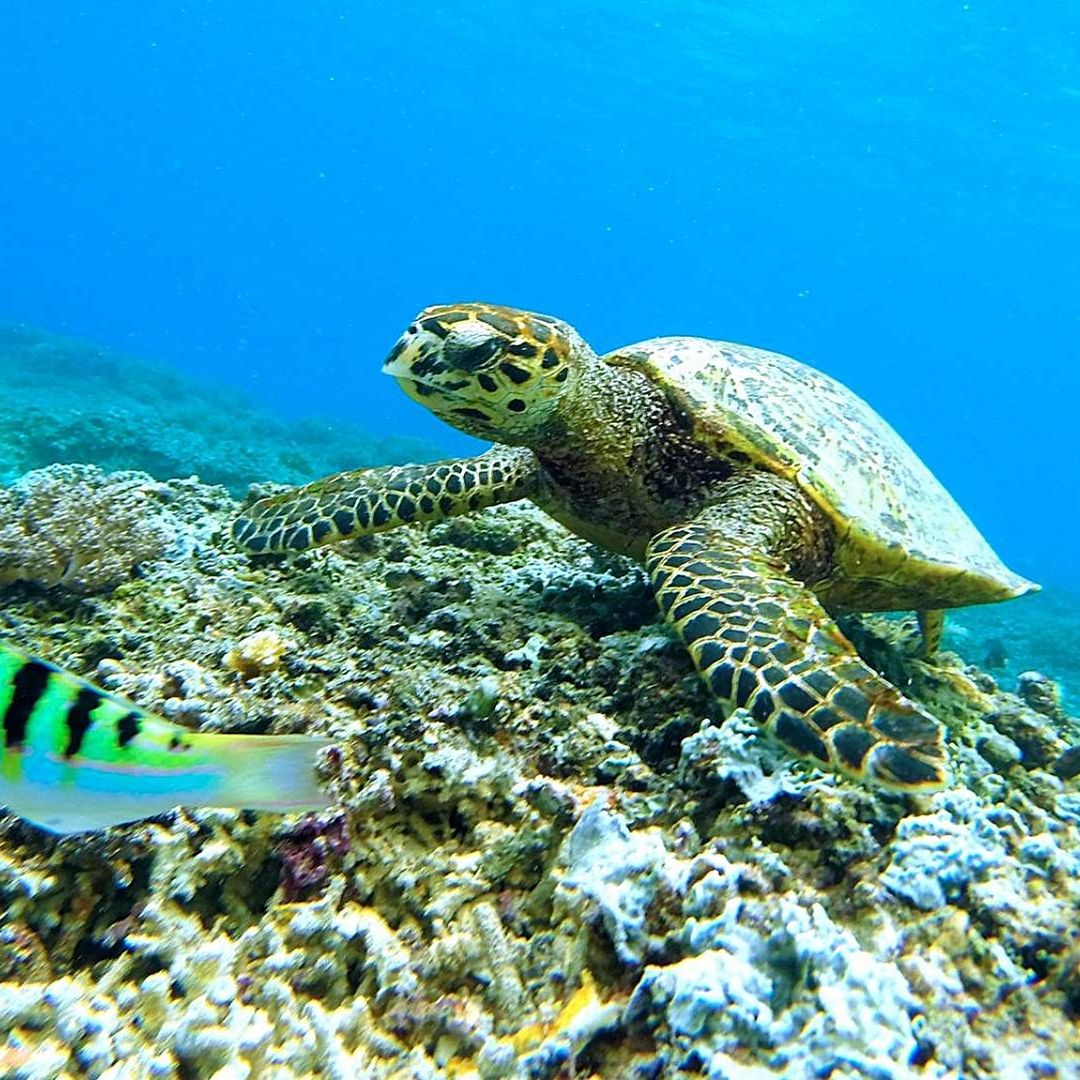 Más de la quinta parte de las especies migratorias corren peligro de extinción, según ONU