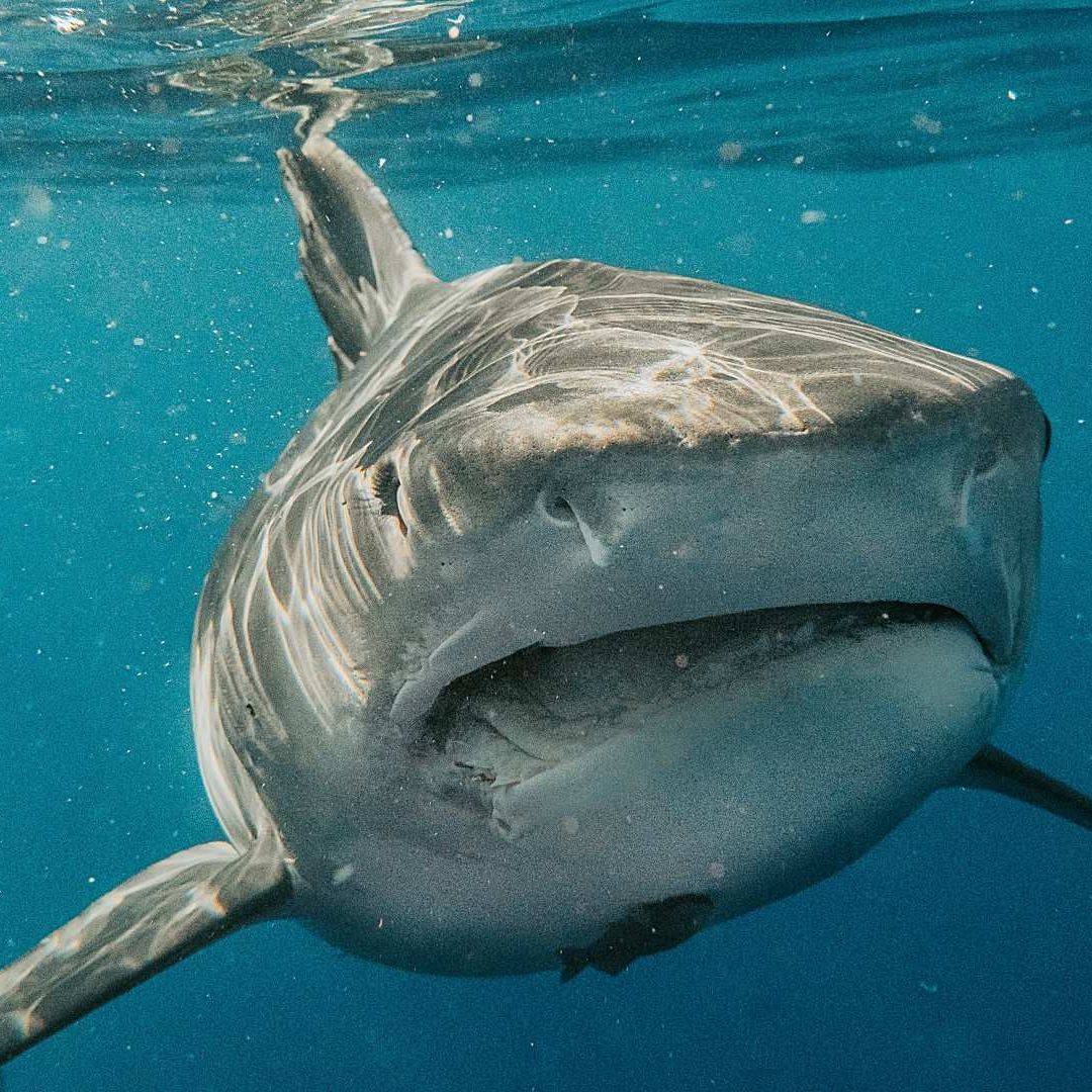 Alertan por aumento de ataques de tiburones en todo el mundo