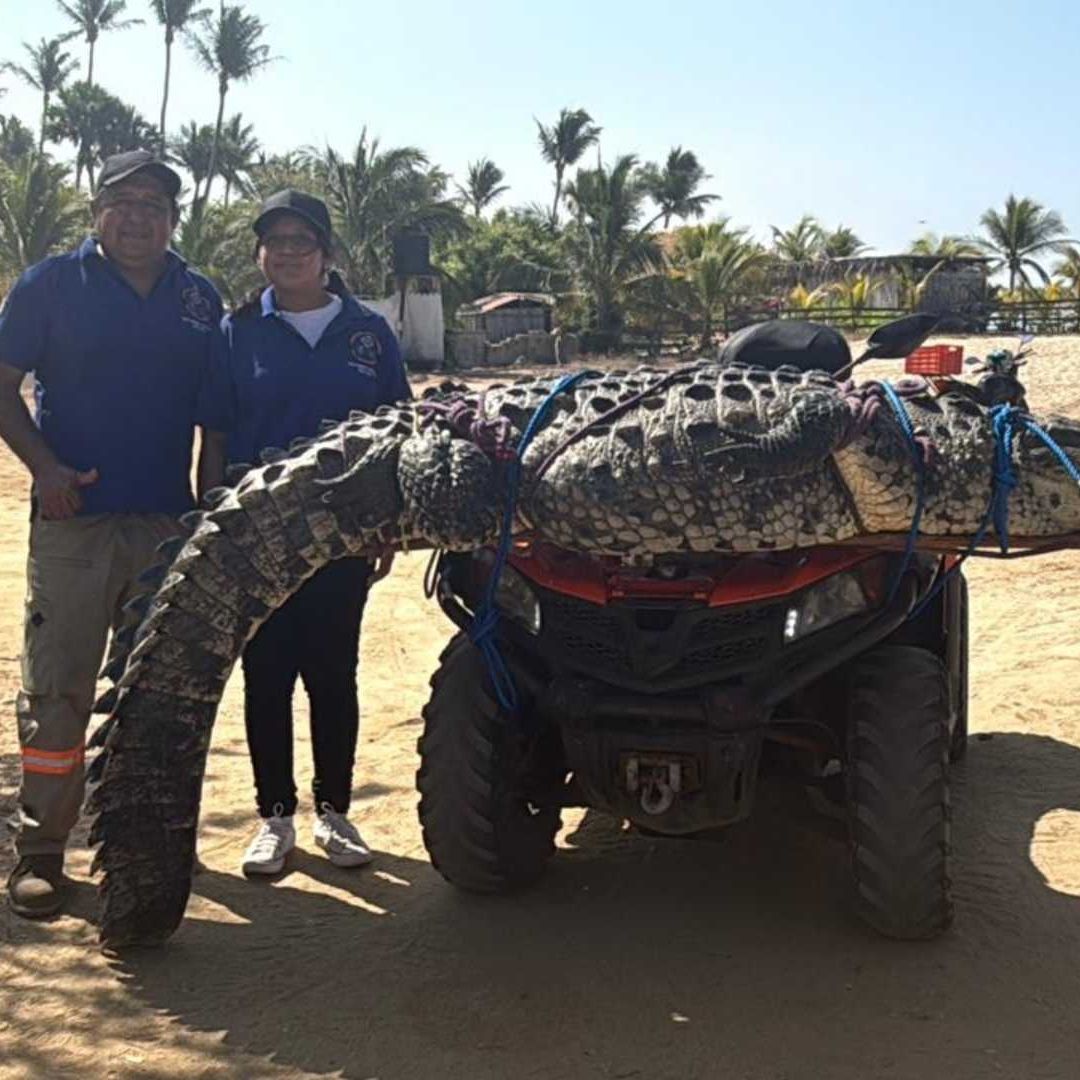 Capturan cocodrilo en playa de Puerto Escondido, Oaxaca