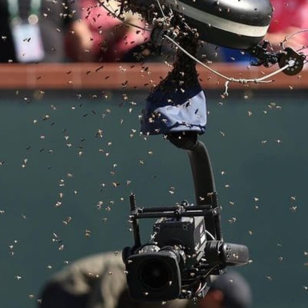 Abejas Invaden Estadio de Tenis Durante Encuentro de Carlos Alcaraz en Indian Wells