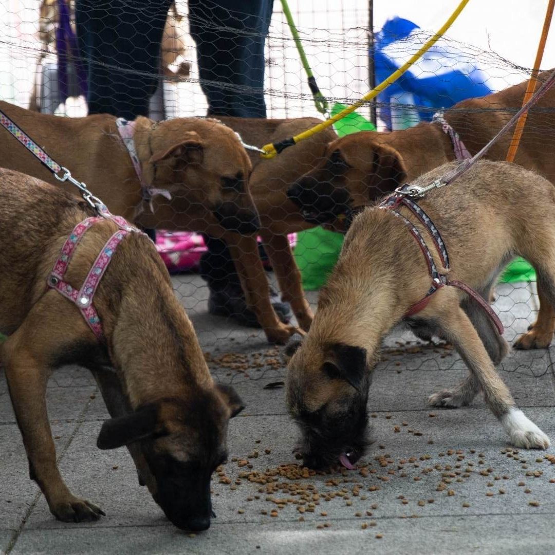 Perros comiendo croquetas