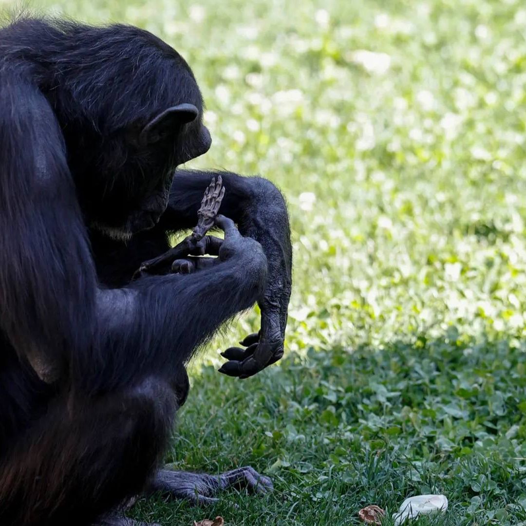 Chimpancé Natalia no se separa de su bebé muerto