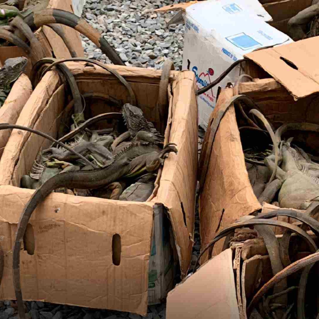 Aseguran Cargamento Ilegal de Iguanas Procedentes de Coatzacoalcos Veracruz Tenían Como Destino Oaxaca
