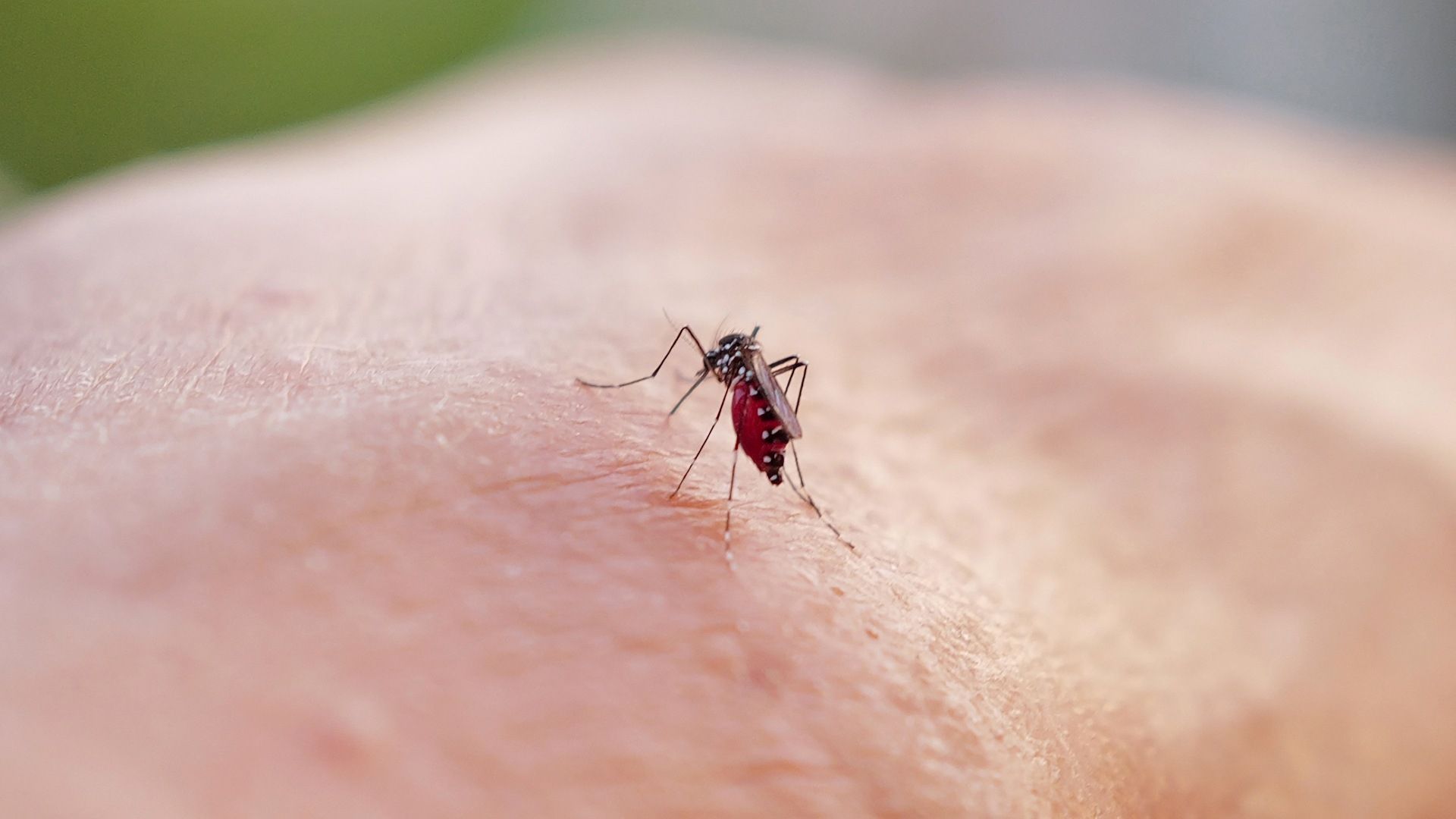 OMS, en alerta por dengue