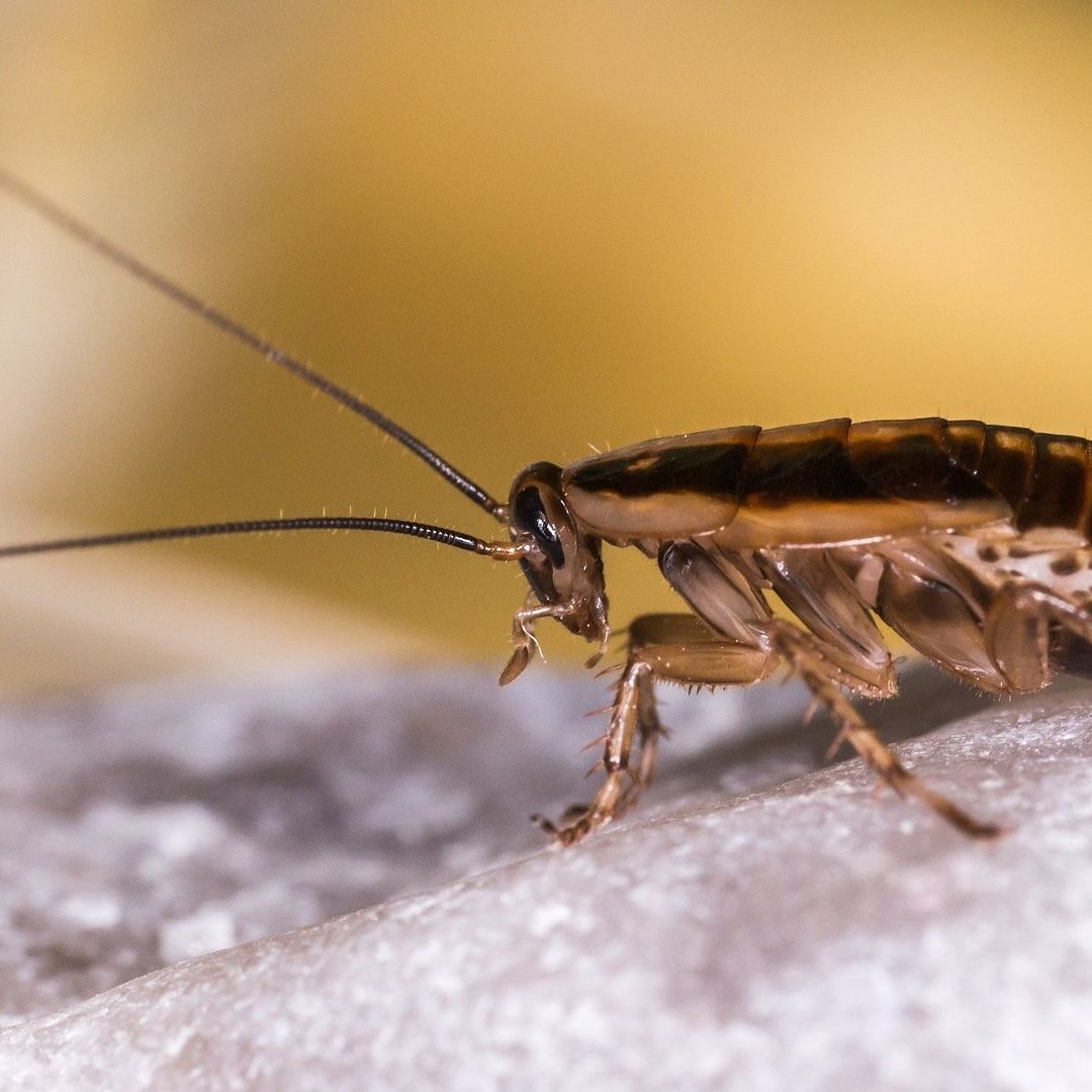 Hombre Intenta Matar una Cucaracha y Explota Su Departamento en Japón