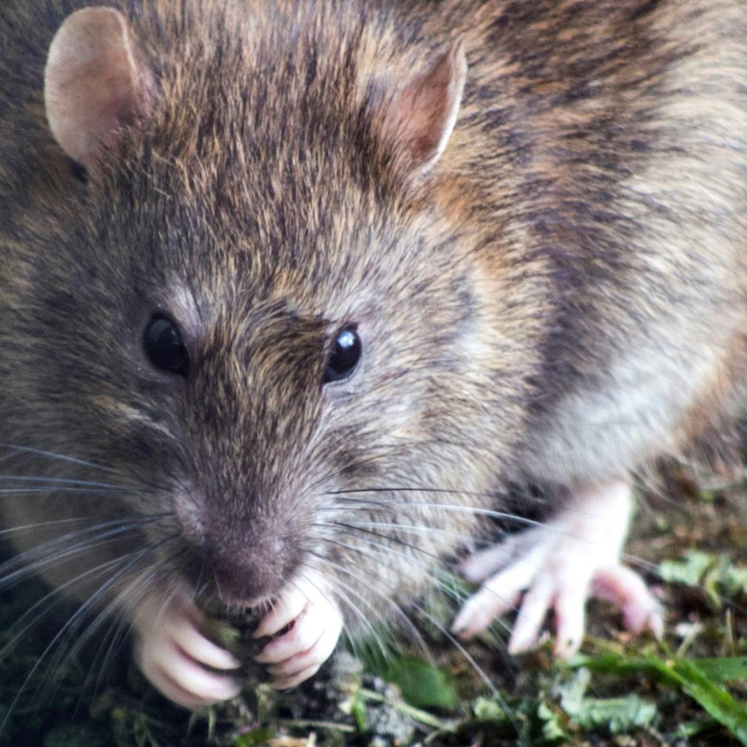 Mujer se Queda Dormida y Ratas se Comen Sus Piernas