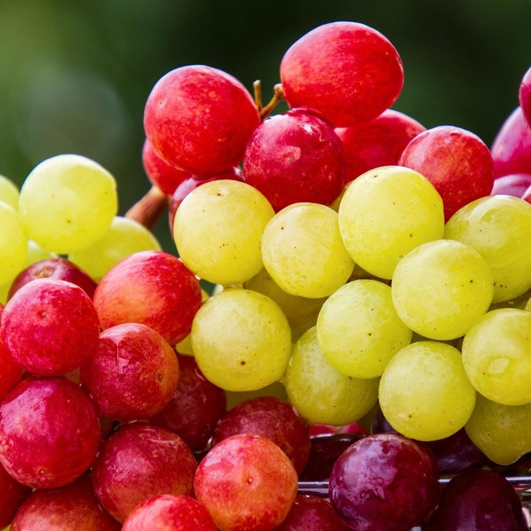 Año Nuevo 2025: ¿Por Qué No es Bueno que los Niños Coman Uvas en Nochevieja?