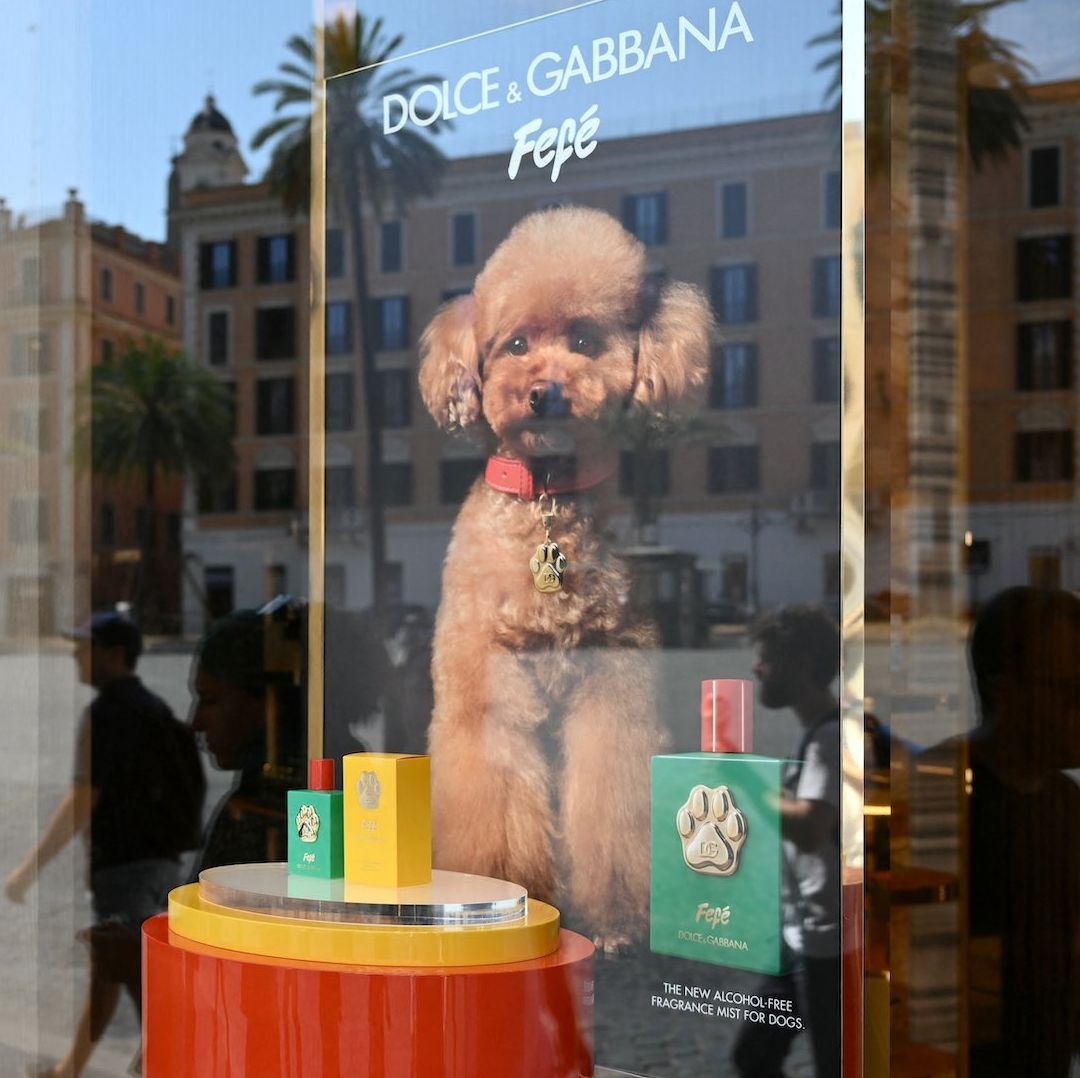 Dolce & Gabbana lanza perfume para perros entre críticas