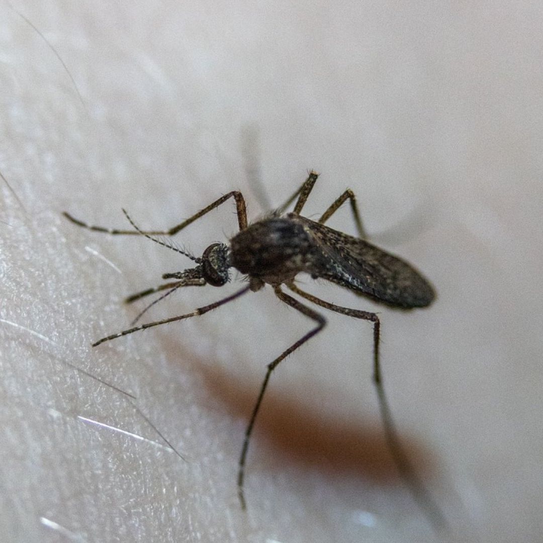 Alerta OMS sobre el Peligro de los Mosquitos por las Enfermedades que Transmiten