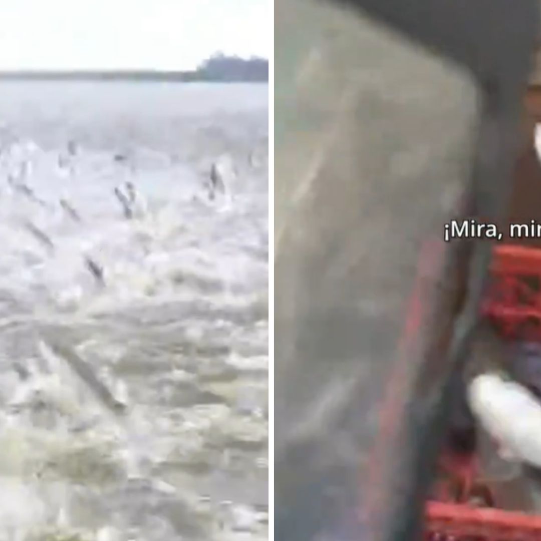 Captan lluvia de peces en España