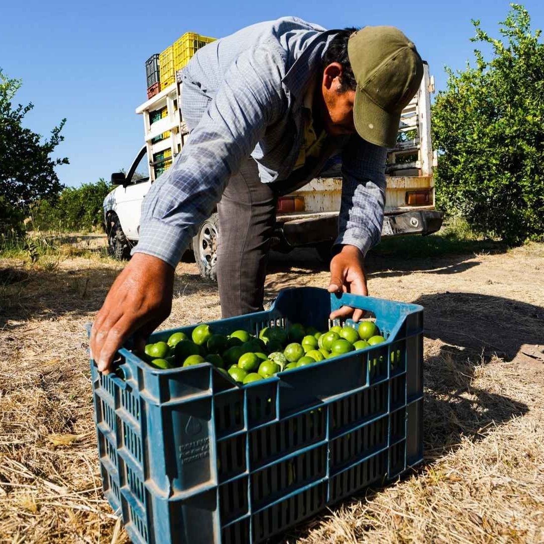 ¿Sube el Precio del Limón? AMLO Habla de Impacto por Extorsiones en Michoacán