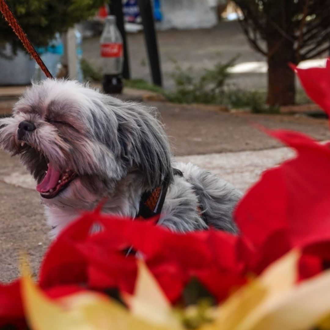 ¿Cómo Saber si Mi Mascota se Intoxicó con Una Nochebuena? Identifica los Síntomas