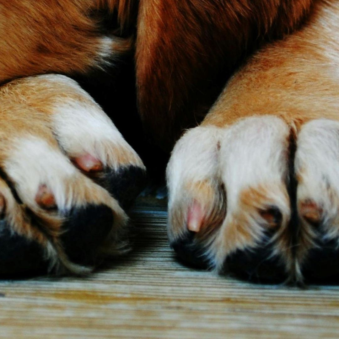 Dan 10 Años de Cárcel a Zoólogo por Torturar, Violar y Matar Perros